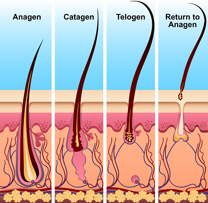 Four stages of the hair growth cycle. Hair growth phase step by step vector illustration. Anagen telogen catagen return to anagen. Hair and medicine concept