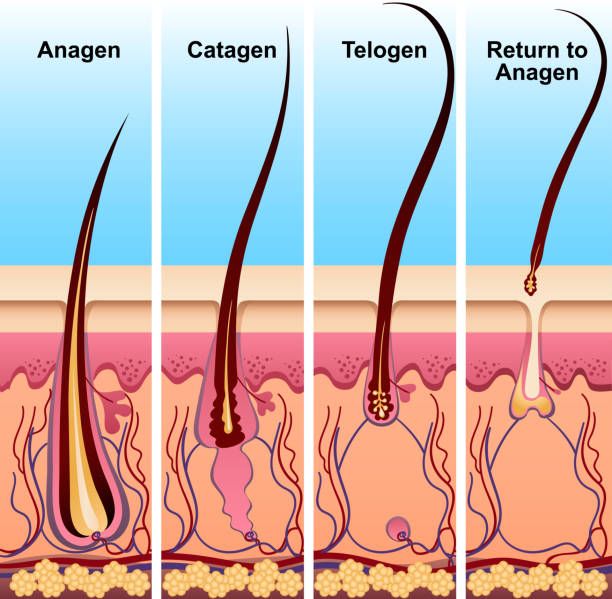 Four Stages Of The Hair Growth Cycle Stock Illustration - Download Image Now - Hair, Growth, Cycle - Vehicle - iStock Four Stages Of The Hair Growth Cycle Stock Illustration - Download Image Now - Hair, Growth, Cycle - Vehicle - iStock