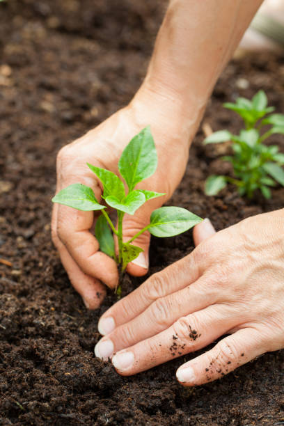 istock Woman working in the garden 1138590631