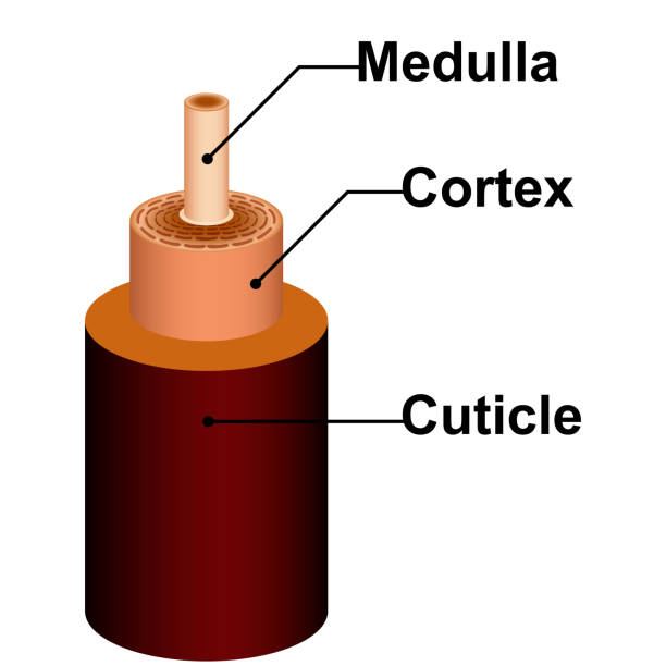 detailreife haarstruktur anatomie der medulla cortex cuticle - follicle stimulating hormone stock-grafiken, -clipart, -cartoons und -symbole