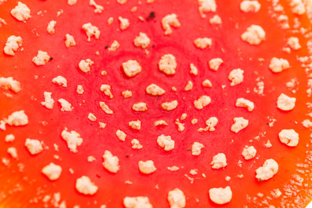 mushrooms: background of toadstools (amanita muscaria) Details of the top / hat