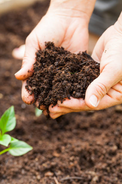 istock Hands working in the vegetable garden 1138592155
