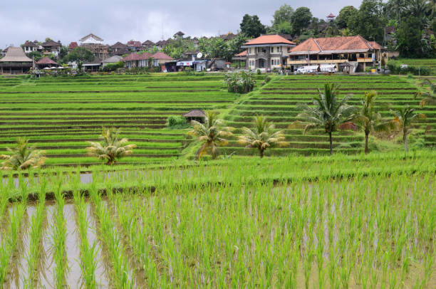 istock Jatiluwih rice terrace 1138592270