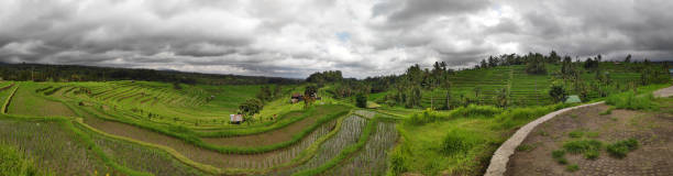 istock Jatiluwih rice terrace 1138592362