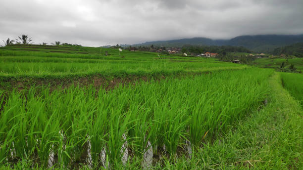 istock Jatiluwih rice terrace 1138592414