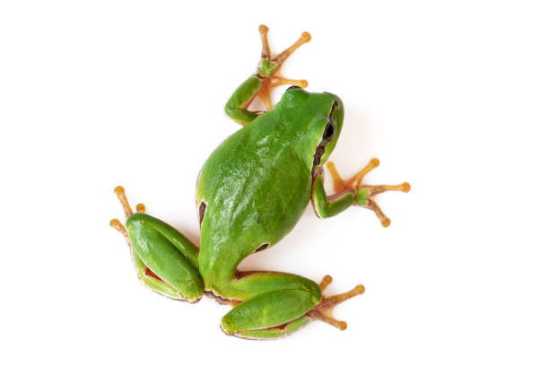 istock Green Tree Frog Climbing On White Close-Up Hyla arborea 1138593923