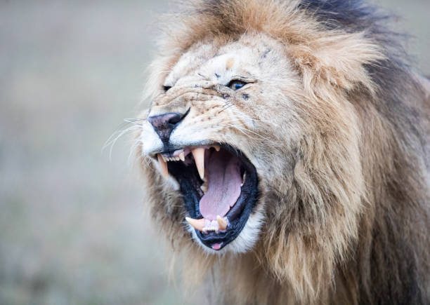 istock Male Lion Close-up 1138596009