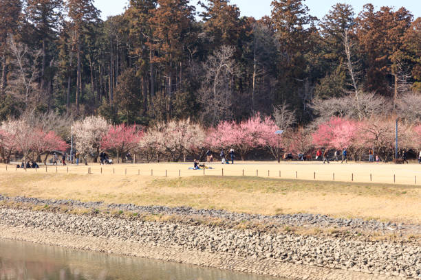 Flowering plum blossoms coloring the park