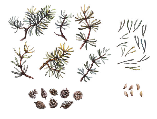 istock Hand drawn pine branches, needles and cone set, clip art, isolated, watercolor realistic illustration. Woodland clipart. 1138599394