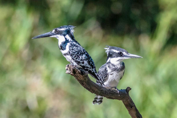 istock Two Pied Kingfisher's on a branch (Ceryle rudis) 1138599632