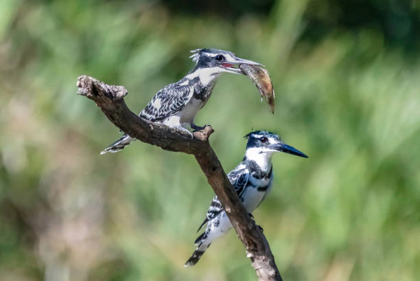 istock Two Pied Kingfisher's on a branch (Ceryle rudis) 1138599651