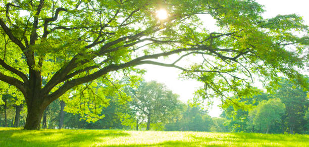 arbre de jardin - landscape green tree leaf photos et images de collection