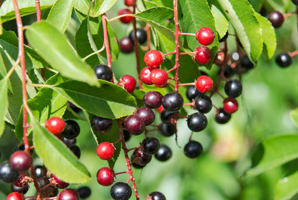 istock Colorful bird cherry berries close up 1138600779