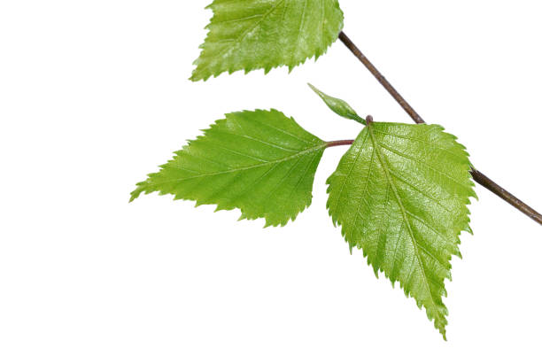 istock Green leaves isolated on a white background 1138601430