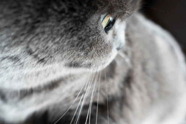 Cat British Shorthair yellow eye.Domestic Cat British shorthair