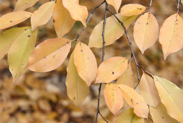 istock Background of yellow autumn leaves 1138601445