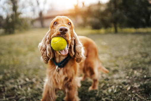 Head shot of Cocker Spaniel wearing a dog collar and a medal, Isolated on wite