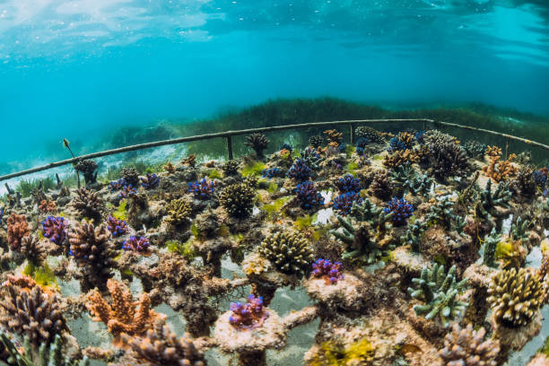 istock Underwater scene with corals and copy space. Tropical sea 1138606922