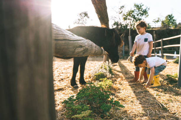 istock Boys playing with a pony at farm 1138608854