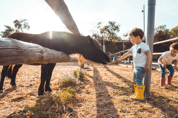 ragazzi che giocano con un pony in fattoria - school farm foto e immagini stock