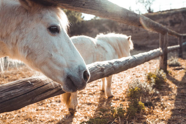 Ponies in a farm Ponies in a farm playground spring horse stock pictures, royalty-free photos & images