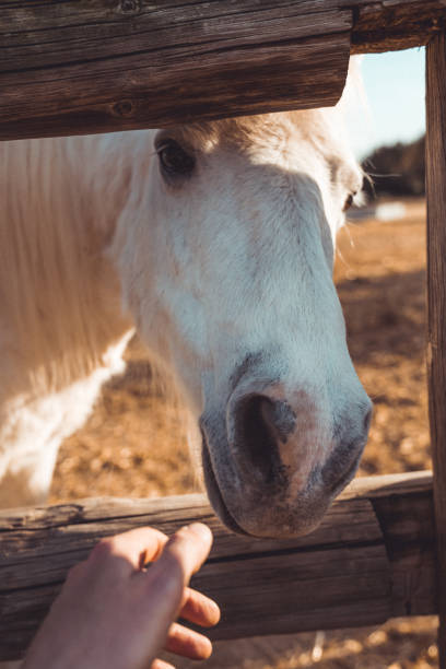 istock Ponies in a farm 1138608958
