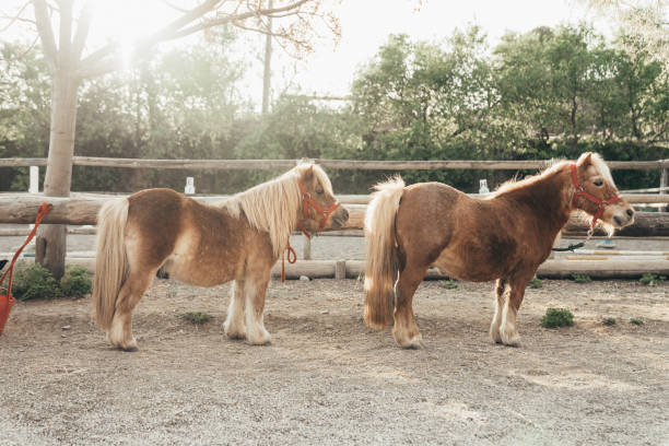 Ponies in a farm Ponies in a farm playground spring horse stock pictures, royalty-free photos & images