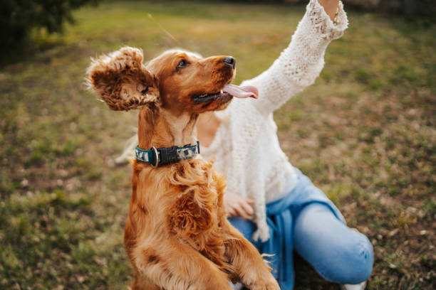 istock Young woman playing with her dog 1138609994