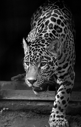 Jaguar in black and white