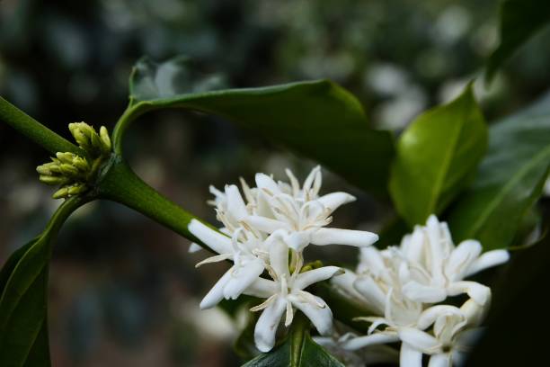 istock coffee flowers, branches on tree with leaves 1138610733