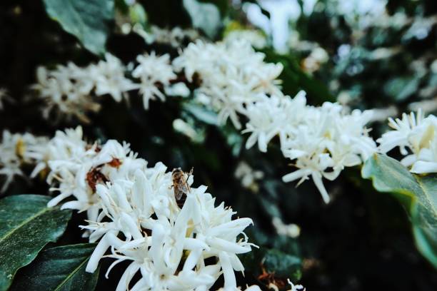 istock coffee flowers, branches on tree with leaves 1138610758