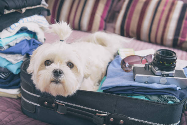 istock Dog sitting in the suitcase 1138612030