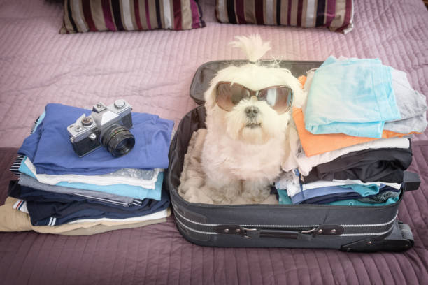 istock Dog sitting in the suitcase 1138612105