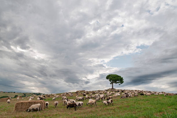 istock Flock of sheep 1138612677