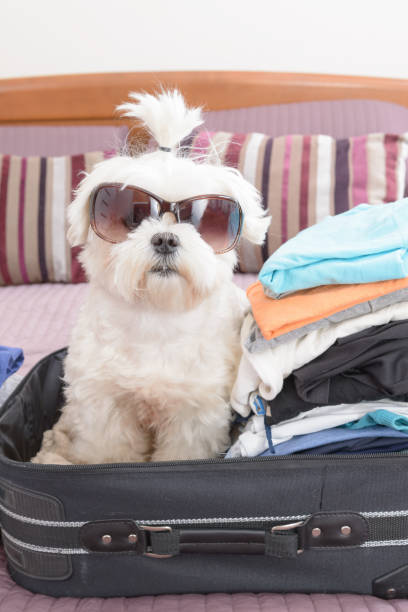 istock Dog sitting in the suitcase 1138612687