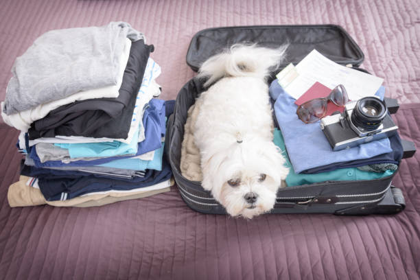 istock Dog sitting in the suitcase 1138612741