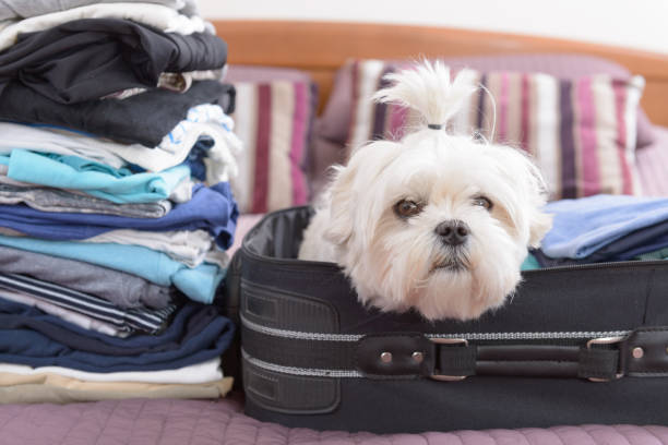 istock Dog sitting in the suitcase 1138612799