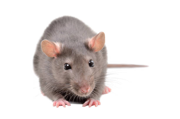 istock Little gray rat, isolated on white background 1138614227