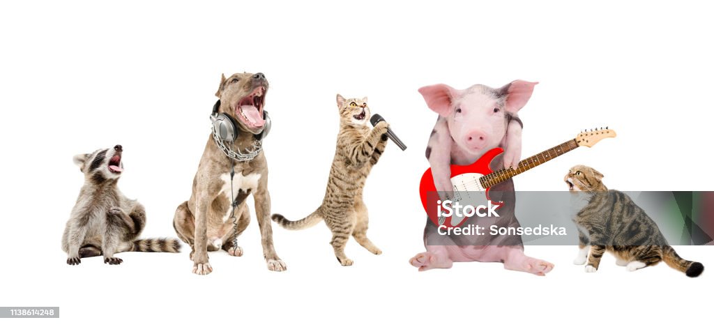Group Of Cute Funny Animals Musicians Stock Photo - Download Image Now -  Pig, Music, Playing - iStock