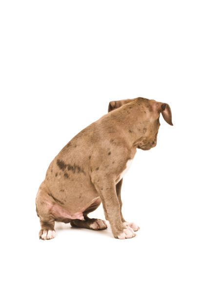 istock Pit bull puppy sitting isolated on white background, back view 1138614270