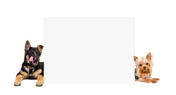 istock German Shepherd puppy and Yorkshire terrier, lying from behind banner, isolated on white background 1138614276