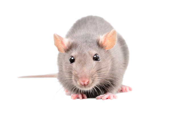 istock Little gray rat isolated on white background 1138614283