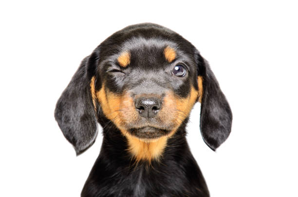 portrait of a funny winking puppy, isolated on white background - dog dachshund pets close up imagens e fotografias de stock