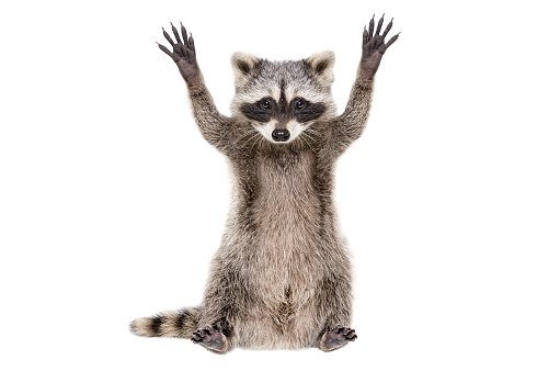 Portrait of a funny raccoon sitting with paws raised isolated on white background