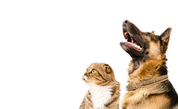 istock Portrait of a German Shepherd and a  cat Scottish Fold looking up 1138614371