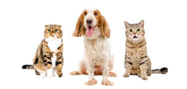 istock Russian Spaniel and two cats sitting together 1138614902