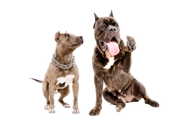 istock Two dogs and a rat 1138614937