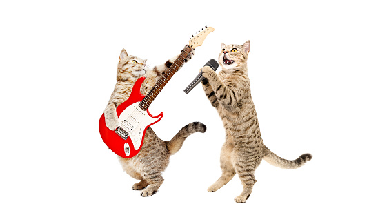 Two cats musician together isolated on a white background