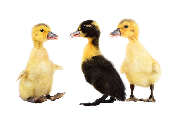 Duckling
