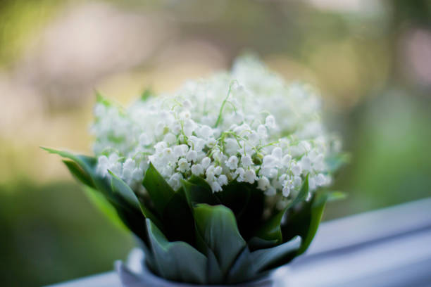 istock Lily of the Valley 1138615014